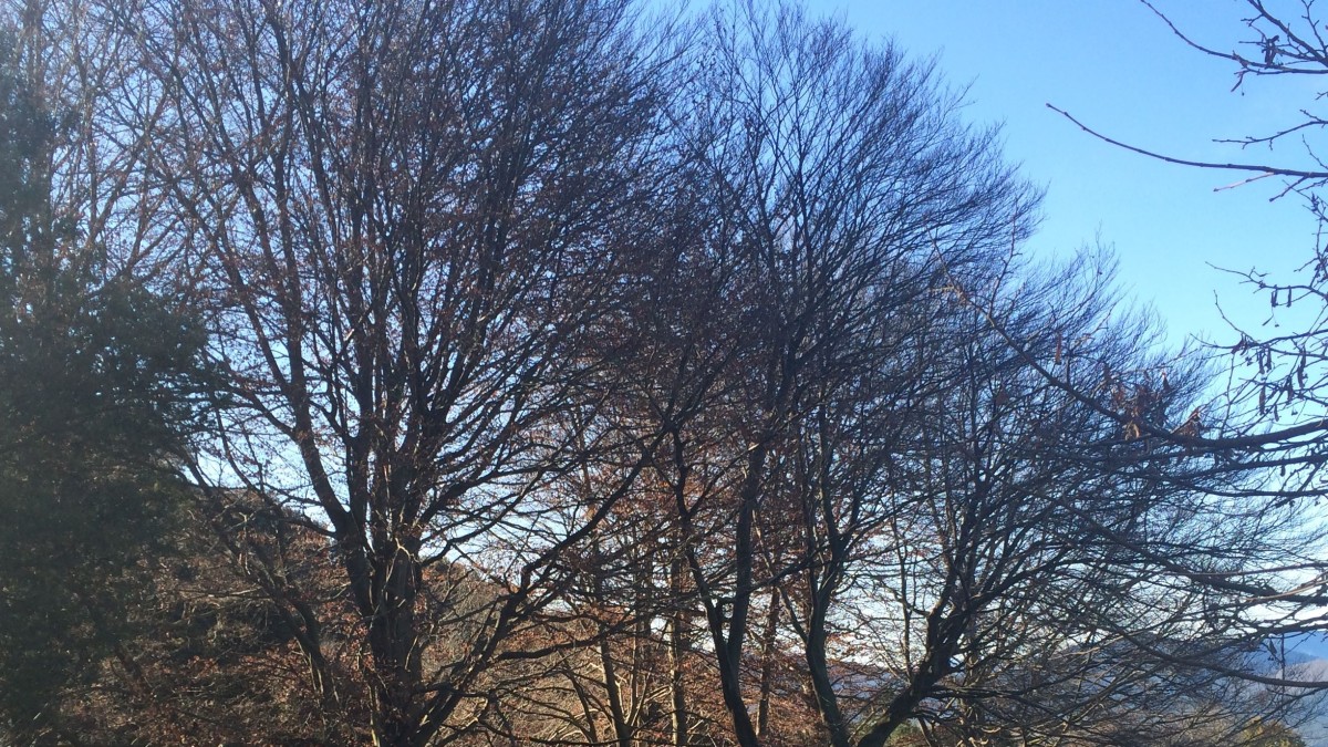 Bizkaia refuerza la mejora y la protección de los bosques del territorio