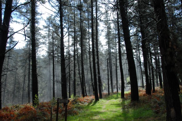 Aurre Aberri Eguna 2009