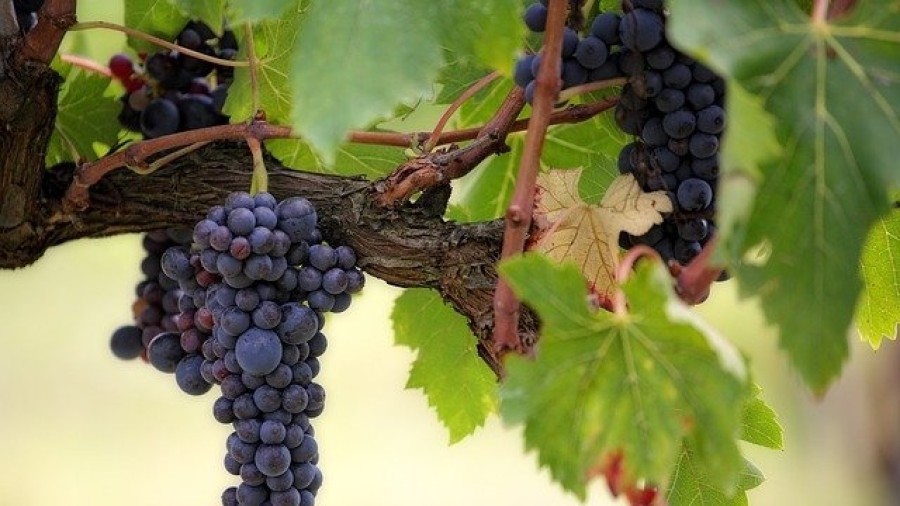 EAJ-PNV Nafarroa lamenta que Navarra Suma tergiverse y trate de generar confusión con la DOC Rioja