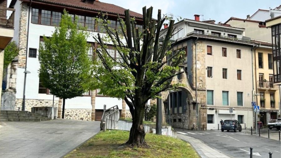 EAJ-PNV Arrasatek udalerriko zuhaitzen kudeaketaz arduratzen den enpresaren agerraldia eskatu du batzordean, Kontzeziñoko zuhaitza inaustearen baldintzak argitu ditzan EAJ-PNV Arrasatek udalerriko zuhaitzen kudeaketaz arduratzen den enpresaren agerraldia eskatu du batzordean, Kontzeziñoko zuhaitza inaustearen baldintzak argitu ditzan