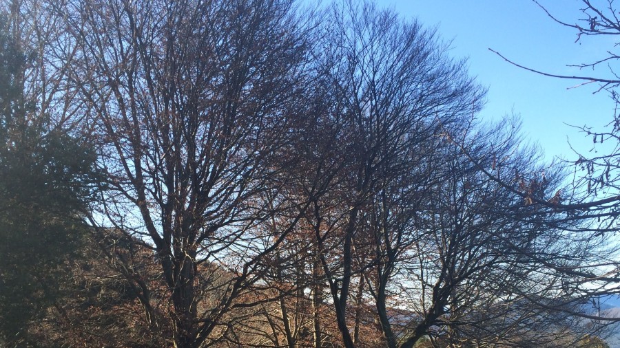 Bizkaia refuerza la mejora y la protección de los bosques del territorio